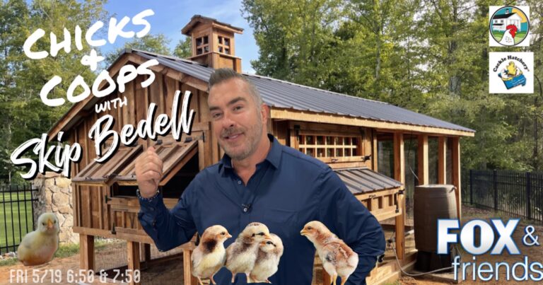 chicks and coops