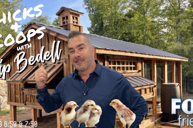 chicks and coops